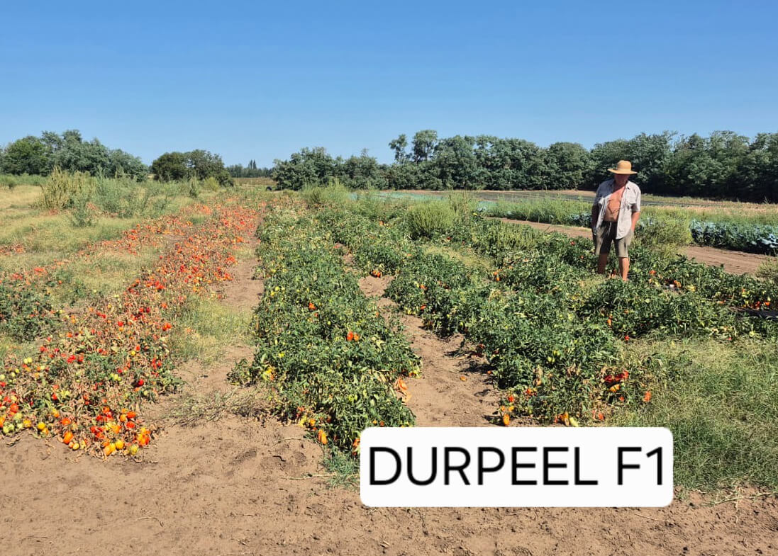 Durpeel_2026b